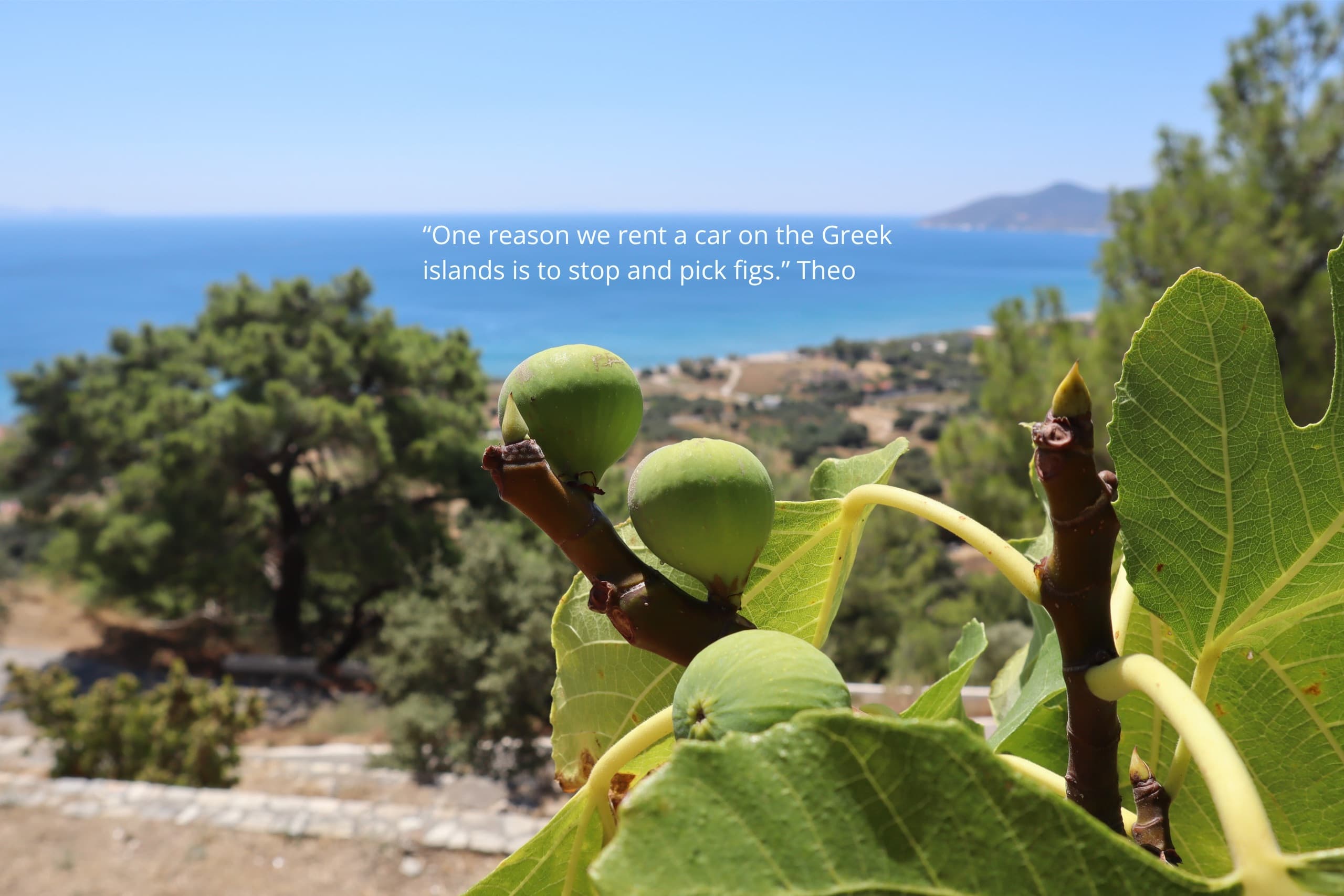 Fresh figs and a Greek island coastline from the roadside — Monobrow Self-Guided Tours